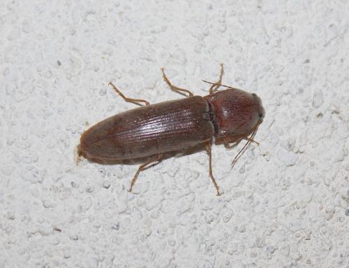 Réf. 202 162 : Stenagostus rhombeus